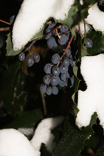 Mahonia Berries Covered in Snow on Holly Leaves