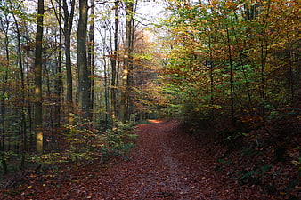 Autumn Forest Path with Colorful Leaves and Sunlight