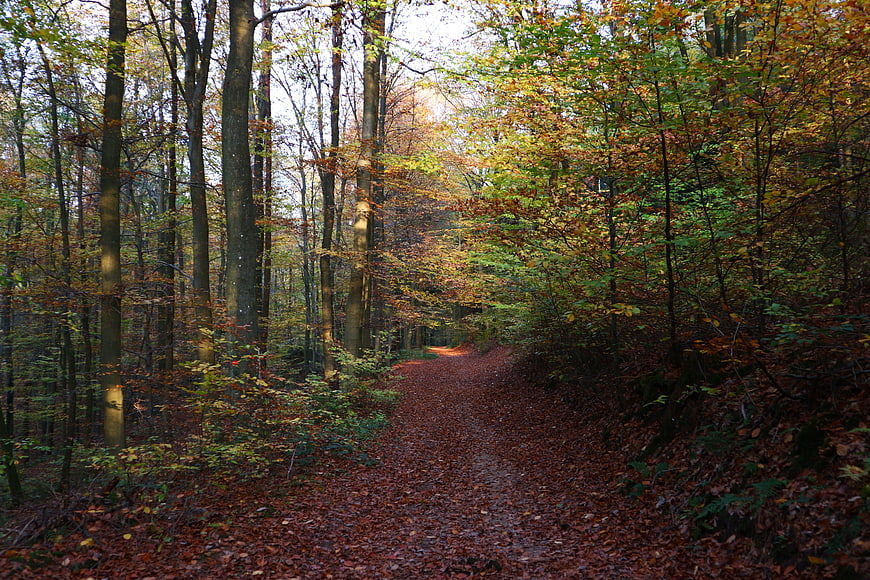Autumn Forest Path with Colorful Leaves and Sunlight
