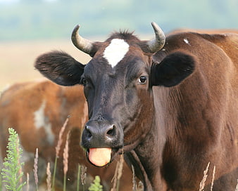 Close-up of brown cow sticking tongue out in field