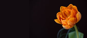 Orange Tulip Close-Up on Black Background