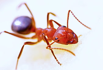 Macro Close-Up of Red Wood Ant on White Background