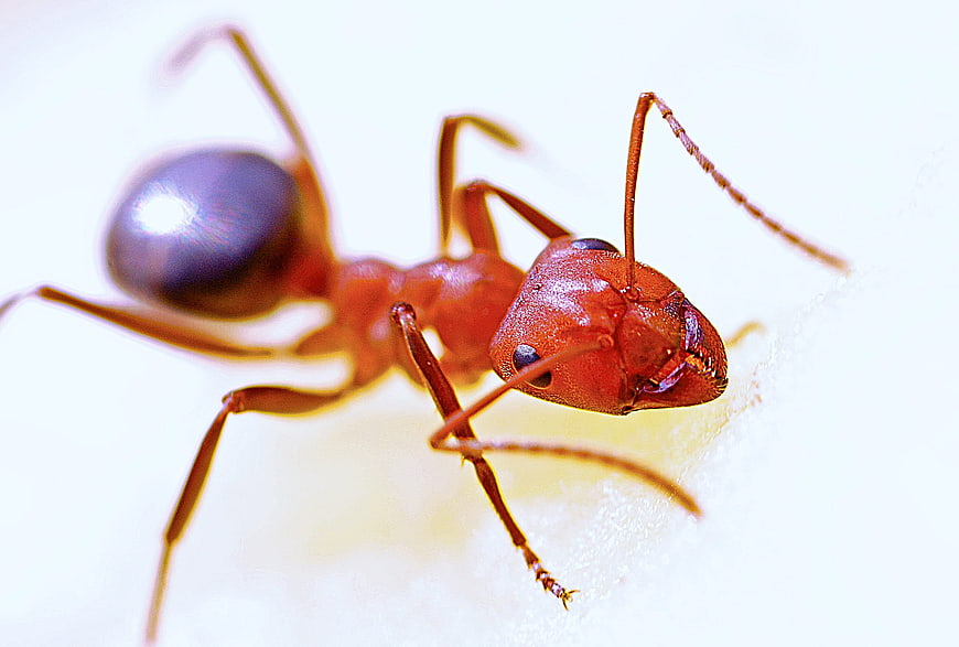 Macro Close-Up of Red Wood Ant on White Background