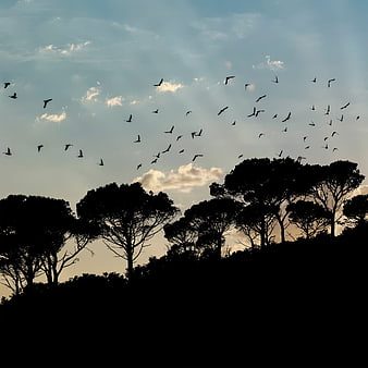 Silhouette of birds flying over pine trees at sunset