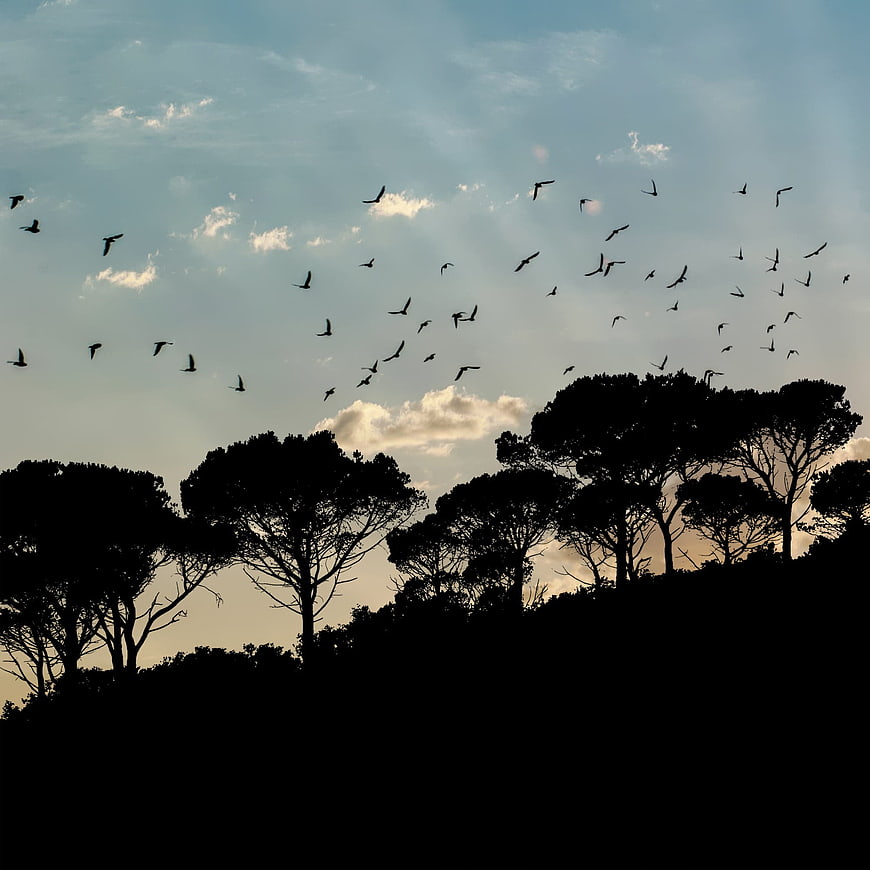 Silhouette of birds flying over pine trees at sunset