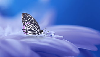 Butterfly drinking water droplet on purple flower petal