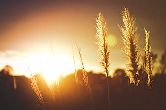 Golden Pampas Grass Silhouettes Against Warm Sunset Sky