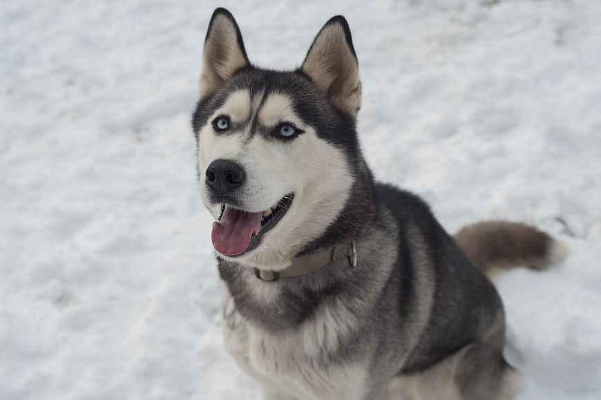 Siberian Husky Dog Portrait In Snow