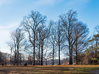 Tall Bare Trees in City Park Under Blue Sky