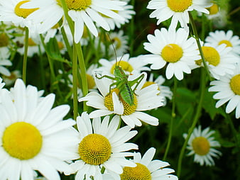 Green Grasshopper on White Daisy Flower in Meadow