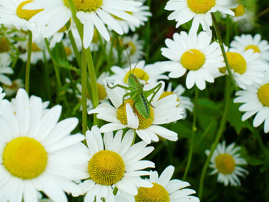 Green Grasshopper on White Daisy Flower in Meadow