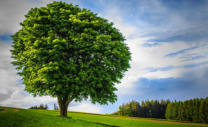 Lone Green Tree In Pastoral Meadow Landscape
