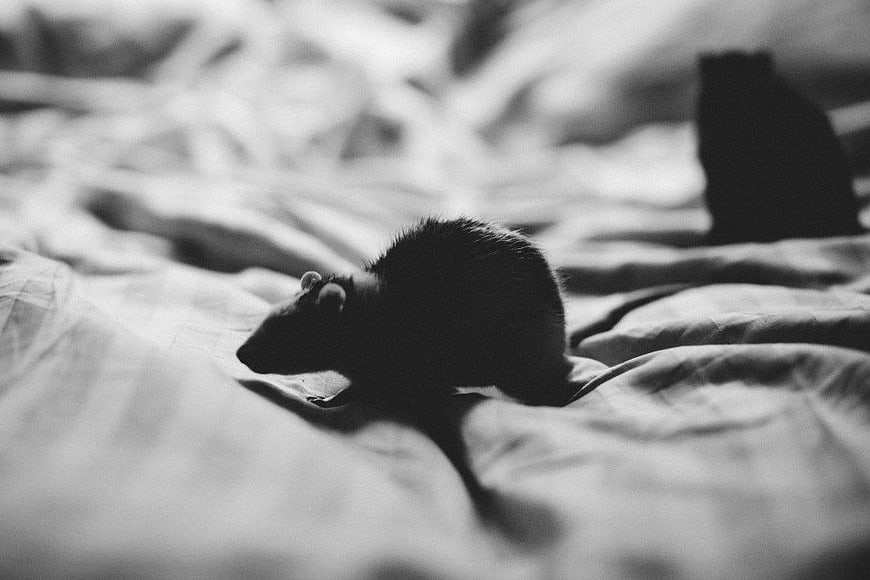 Black Rat on White Bed Sheets in Black and White