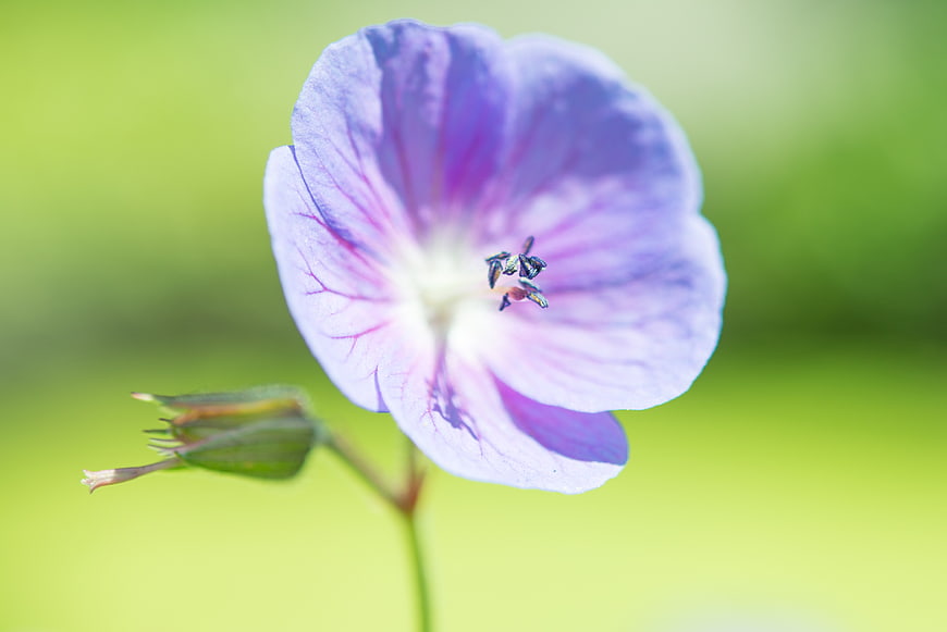 Close-up of a delicate purple wildflower with green background
