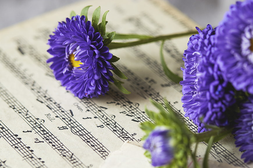 Purple Asters on Vintage Sheet Music