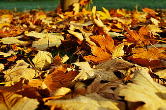 Golden Autumn Maple Leaves on Grass