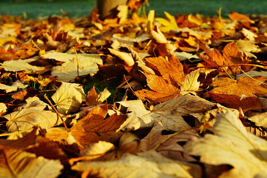 Golden Autumn Maple Leaves on Grass