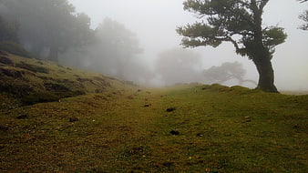 Misty green hillside with gnarled trees in fog