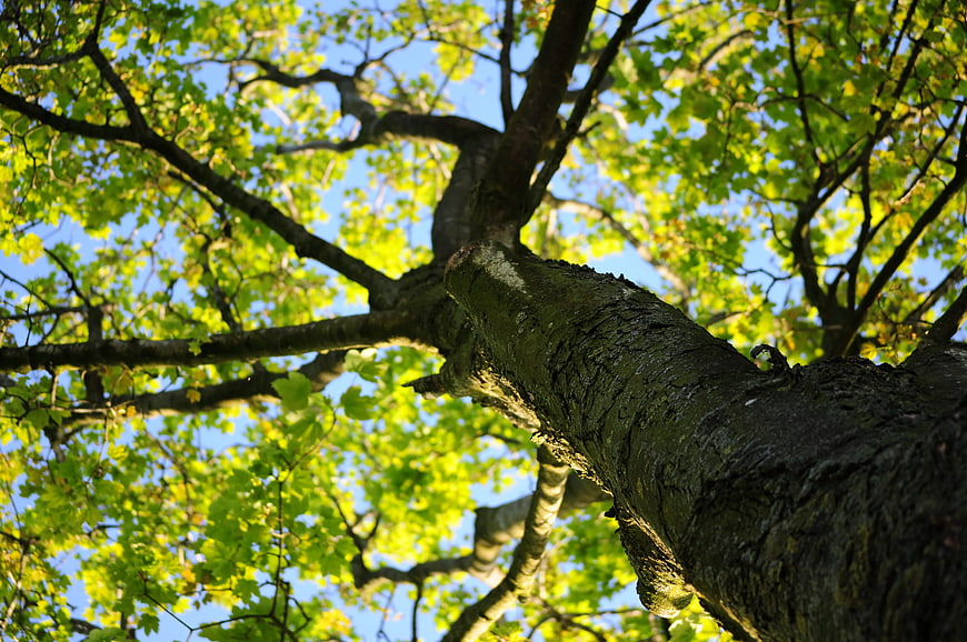 Low-angle view of green tree canopy against blue sky