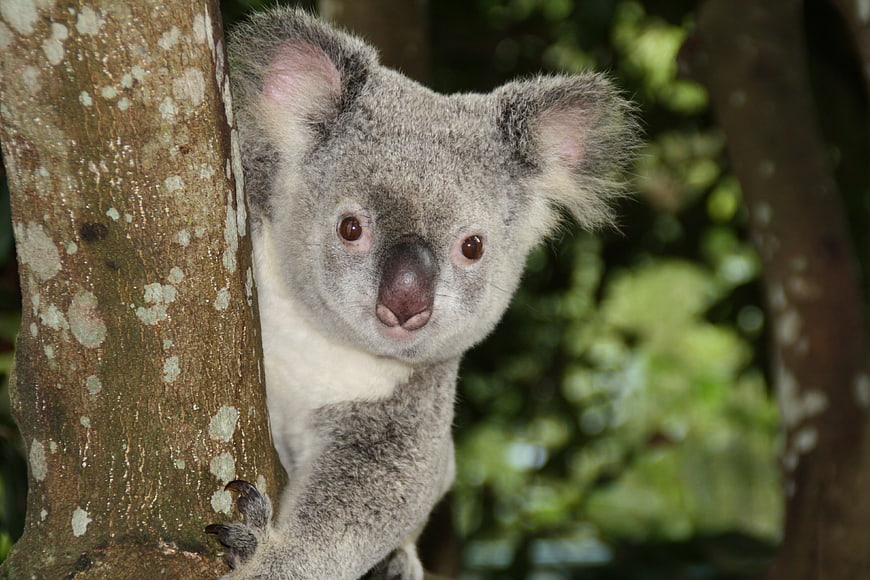 Close-up portrait of a koala clinging to a tree trunk in a forest