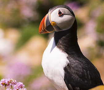 Close-up Portrait of Atlantic Puffin with Colorful Beak