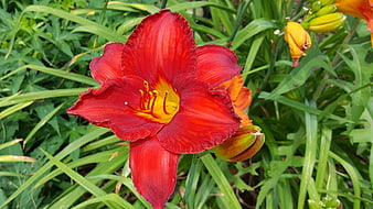 Vibrant Red Daylily Flower in Green Garden