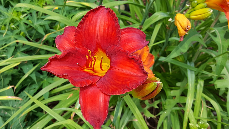 Vibrant Red Daylily Flower in Green Garden