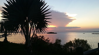 Palm Tree Silhouette Against Golden Sunset Over Calm Water