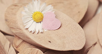 White Daisy and Pink Heart on Wooden Slices