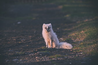 White Arctic Fox Sitting on Gravel Path in Nature