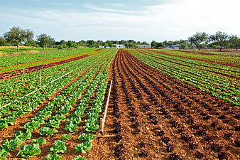 Aerial View of Organized Lettuce Rows in a Large Agricultural Field