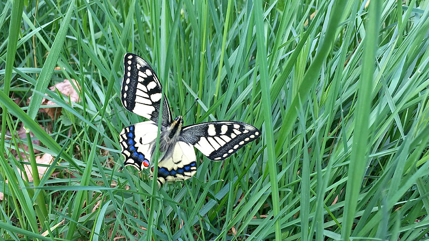 Eastern Tiger Swallowtail Butterfly in Green Grass