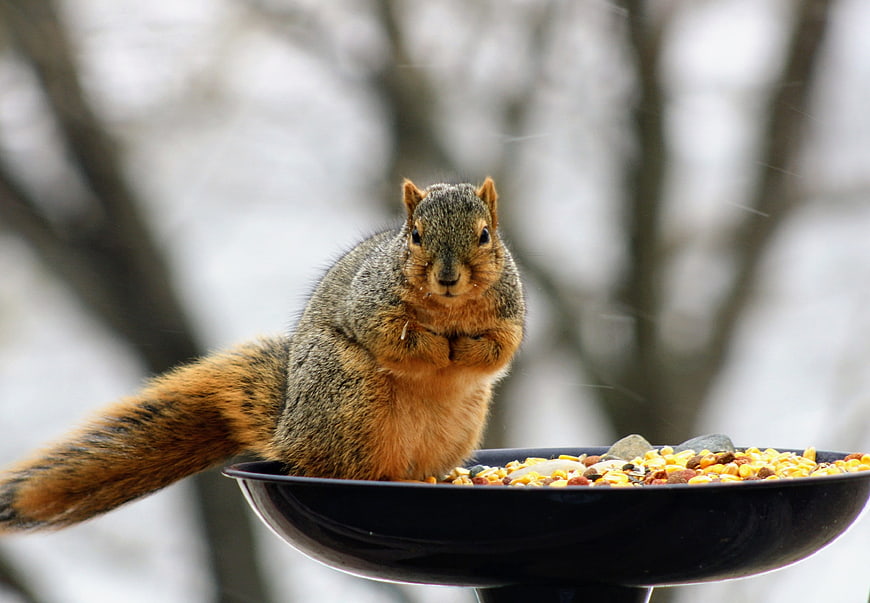 Cute squirrel eating corn on a bird feeder in winter