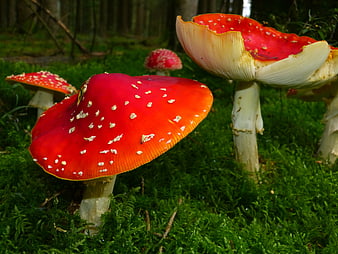 Vibrant Red Fly Agaric Mushrooms in Mossy Forest