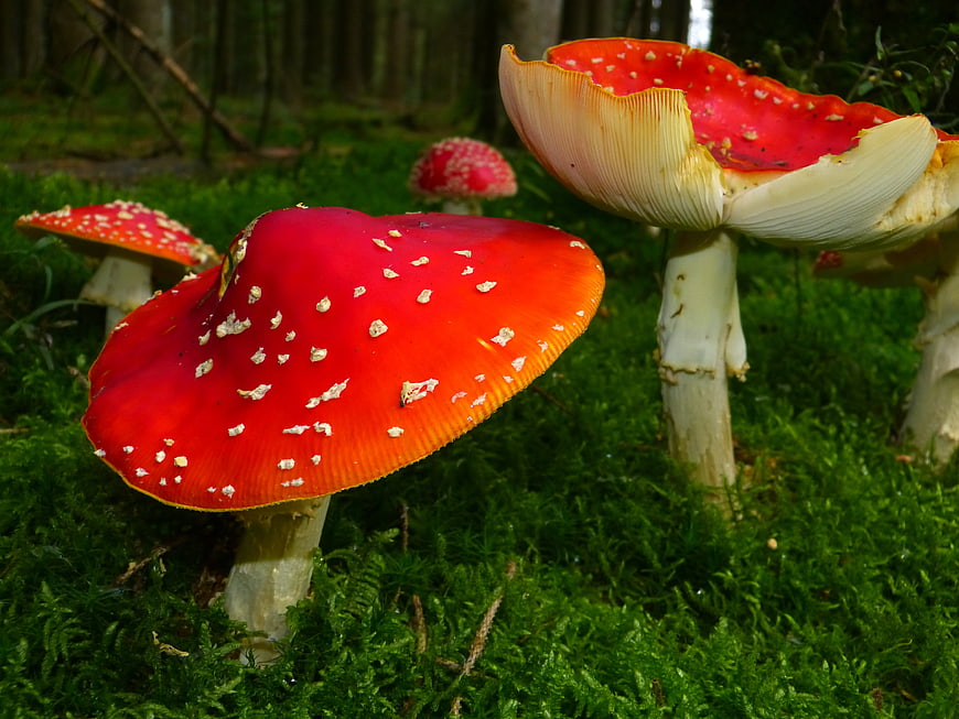 Vibrant Red Fly Agaric Mushrooms in Mossy Forest