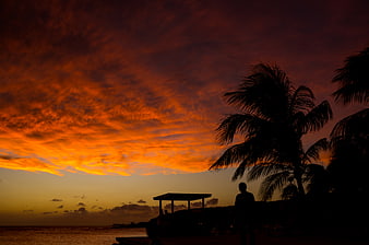 Dramatic Orange Sunset Sky Over Silhouetted Palm Trees and Beach