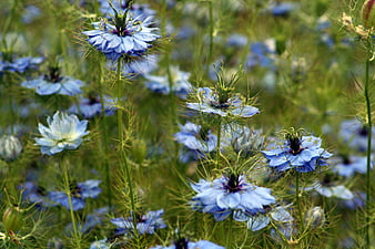 Field of Blue Nigella Damascena Flowers in Bloom