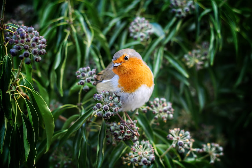 European Robin Perched on Berry Branch in Green Foliage