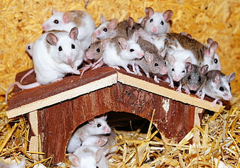 Cute baby mice on wooden house in straw bedding
