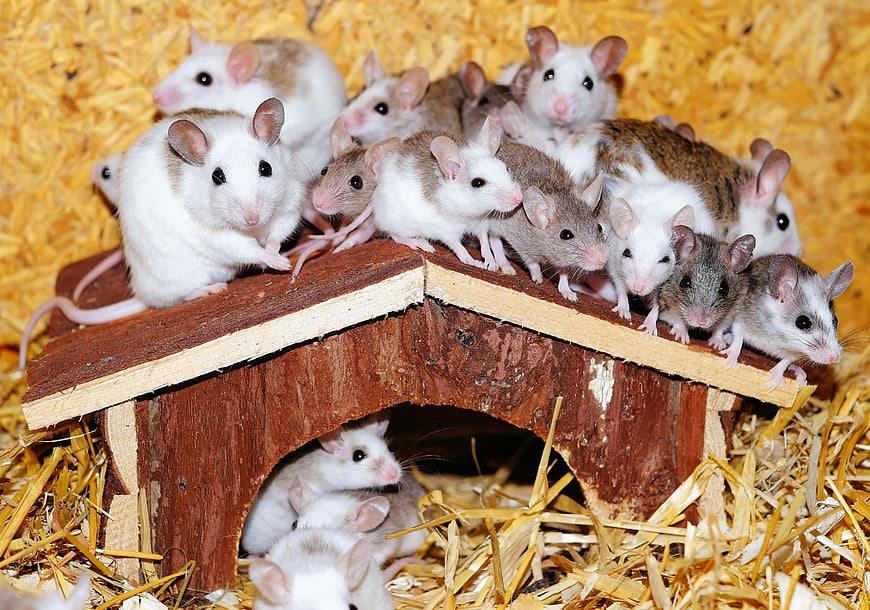 Cute baby mice on wooden house in straw bedding