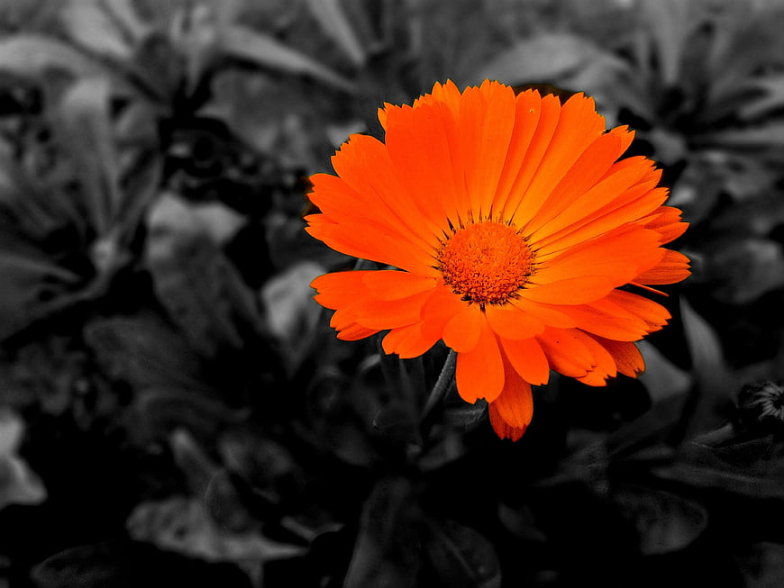 Vibrant Orange Calendula Flower Against Black and White Background