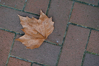 Dried brown maple leaf on red brick pavement
