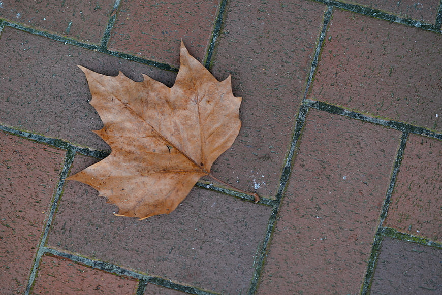 Dried brown maple leaf on red brick pavement