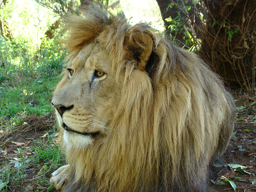 Majestic male lion resting in natural forest habitat