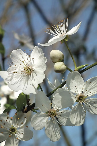 Close-up of white cherry blossoms against blue sky