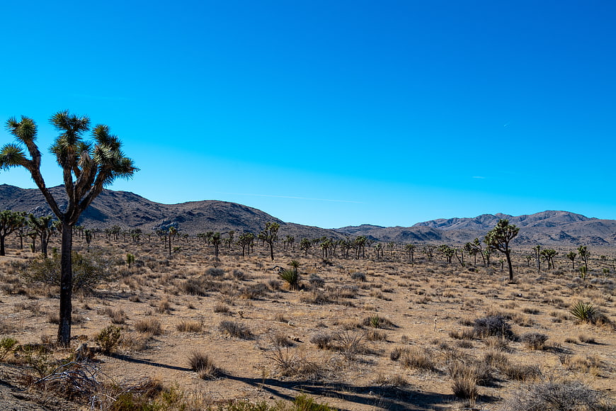 Joshua Tree Desert Landscape with Blue Sky and Mountains