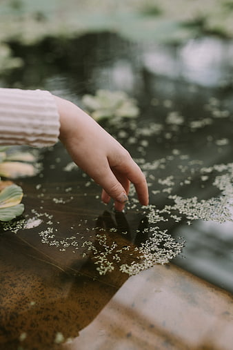 Child's hand touching water with duckweed in garden pond