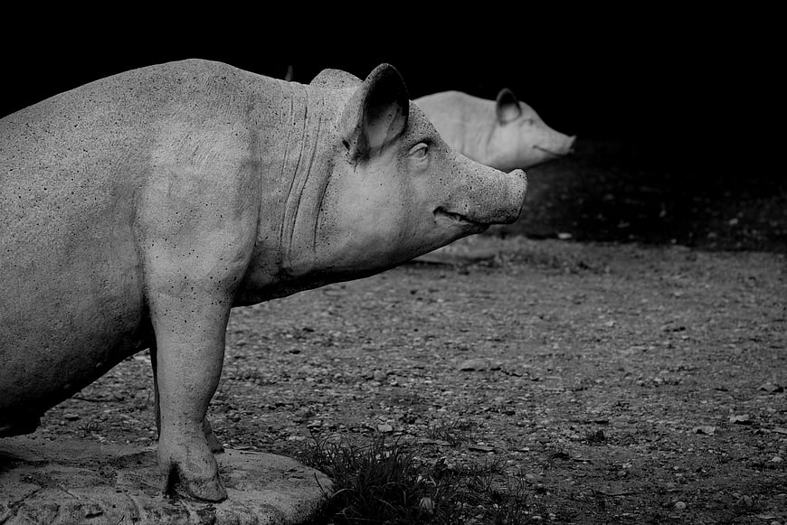 Black and white pig statues on gravel ground