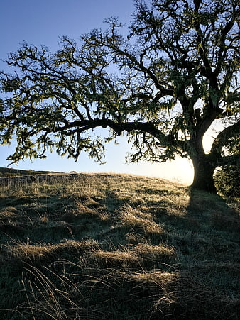 Silhouette of mossy oak tree in golden sunlight