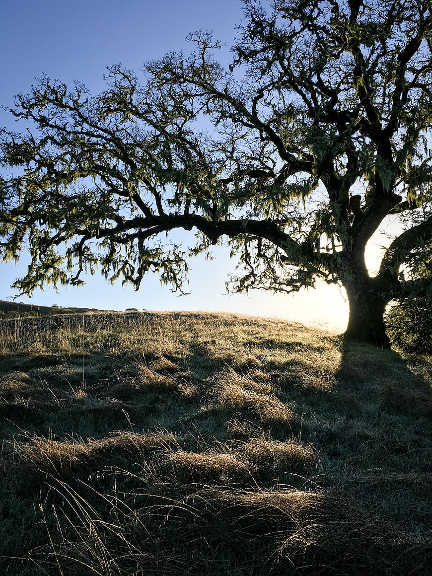 Silhouette of mossy oak tree in golden sunlight